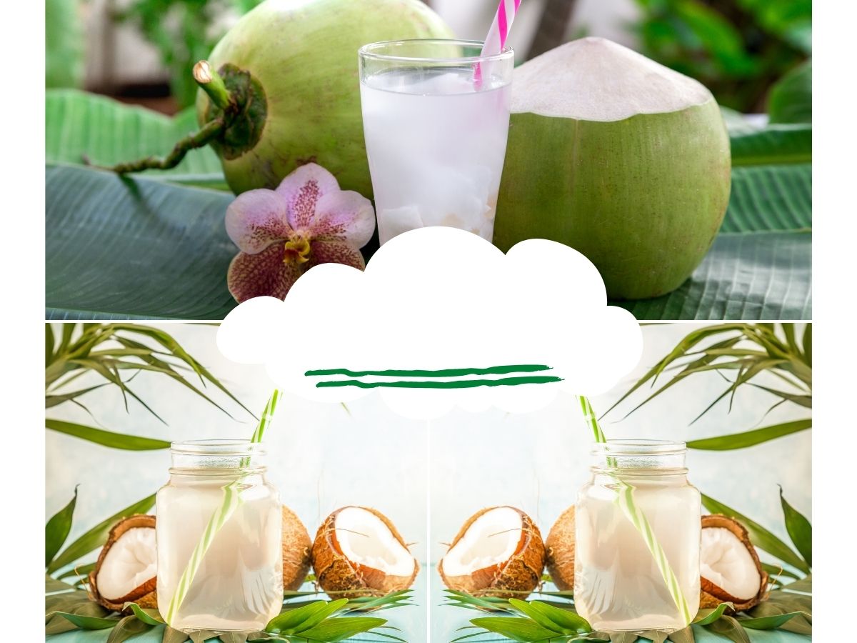 Macaron Caribbean Coconut
